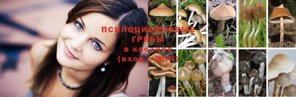 ешки Аркадак